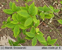 Abeliophyllum distichum (abeliofyllum koreańskie)