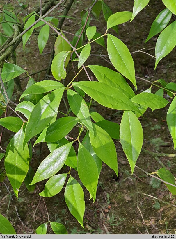 Chimonanthus zhejiangensis