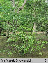 Chimonanthus zhejiangensis