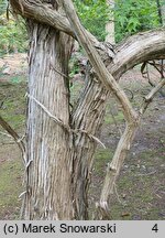 Heptacodium miconioides (heptakodium chińskie)