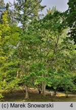 Heptacodium miconioides (heptakodium chińskie)