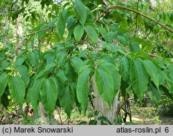 Heptacodium miconioides (heptakodium chińskie)