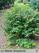 Hypericum androsaemum (dziurawiec barwierski)