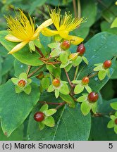 Hypericum androsaemum (dziurawiec barwierski)