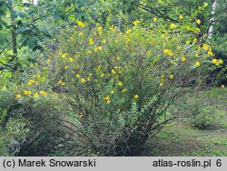 Hypericum hookerianum (dziurawiec Hookera)