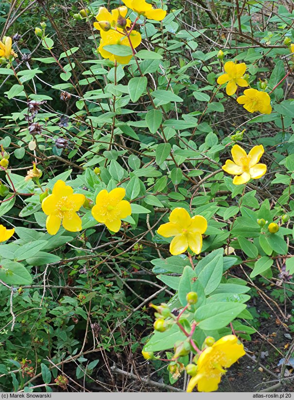 Hypericum hookerianum (dziurawiec Hookera)