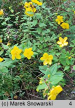 Hypericum hookerianum (dziurawiec Hookera)