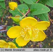 Hypericum hookerianum (dziurawiec Hookera)