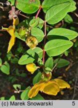 Hypericum hookerianum (dziurawiec Hookera)