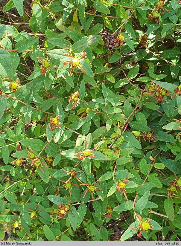 Hypericum xylosteifolium