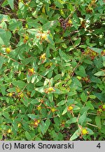 Hypericum xylosteifolium