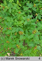 Hypericum xylosteifolium