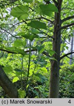 Paulownia fortunei (paulownia Fortune'a)