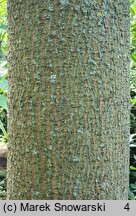 Paulownia fortunei (paulownia Fortune'a)