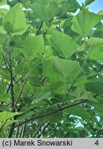 Paulownia fortunei (paulownia Fortune'a)