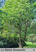 Paulownia fortunei (paulownia Fortune'a)