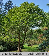 Paulownia fortunei (paulownia Fortune'a)