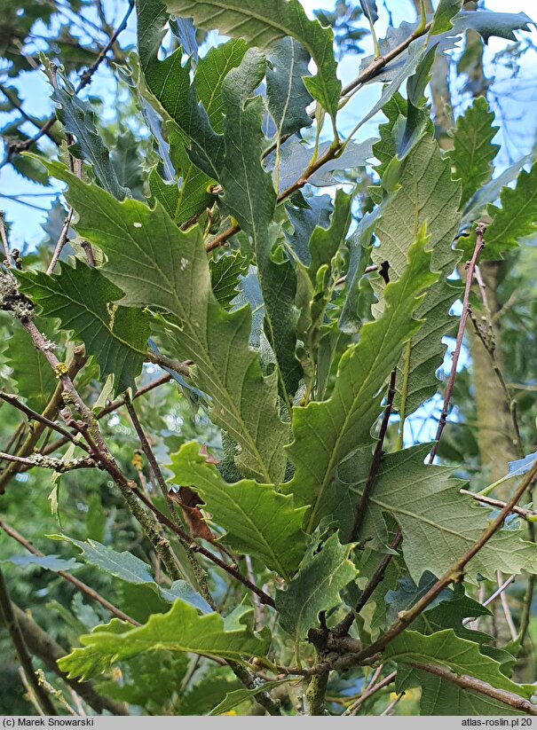 Quercus trojana (dąb macedoński)