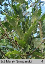 Quercus trojana (dąb macedoński)