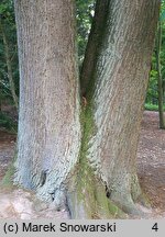 Castanea sativa (kasztan jadalny)