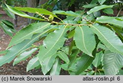 Castanea sativa (kasztan jadalny)