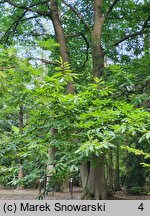 Castanea sativa (kasztan jadalny)