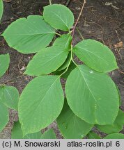 Styrax obassia (styrak okrągłolistny)