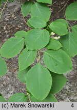 Styrax obassia (styrak okrągłolistny)