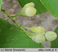 Styrax obassia (styrak okrągłolistny)