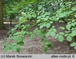 Styrax obassia (styrak okrągłolistny)