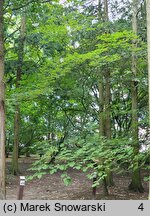 Styrax obassia (styrak okrągłolistny)