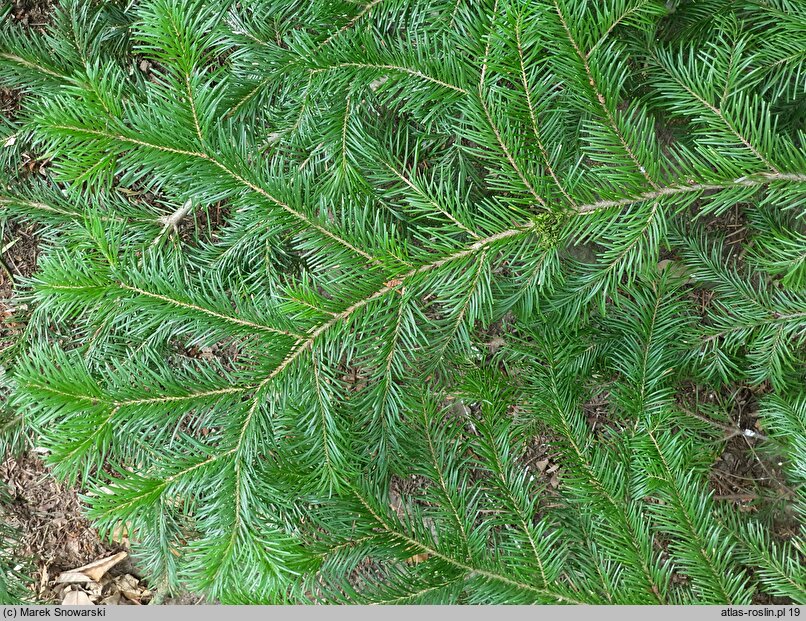 Abies sachalinensis (jodła sachalińska)