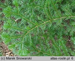 Abies sachalinensis (jodła sachalińska)