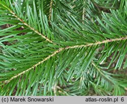 Abies sachalinensis (jodła sachalińska)