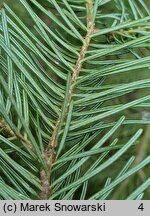 Abies sachalinensis (jodła sachalińska)