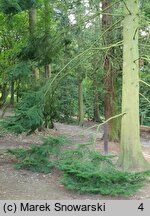 Abies sachalinensis (jodła sachalińska)