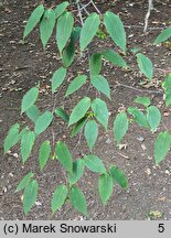 Viburnum setigerum (kalina herbaciana)