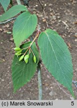 Viburnum setigerum (kalina herbaciana)