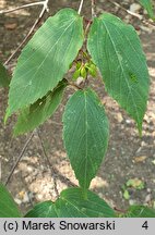 Viburnum setigerum (kalina herbaciana)