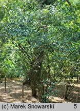 Viburnum setigerum (kalina herbaciana)