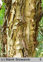 Betula dahurica (brzoza dahurska)