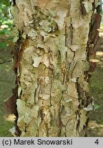 Betula dahurica (brzoza dahurska)