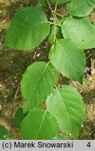 Betula dahurica (brzoza dahurska)