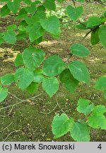 Betula dahurica (brzoza dahurska)