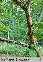 Betula dahurica (brzoza dahurska)