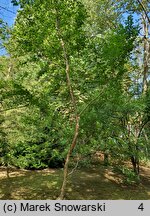 Betula dahurica (brzoza dahurska)