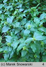 Lonicera vesicaria (suchodrzew pęcherzykowaty)