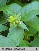 Lonicera vesicaria (suchodrzew pęcherzykowaty)