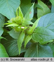 Lonicera vesicaria (suchodrzew pęcherzykowaty)