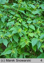 Lonicera vesicaria (suchodrzew pęcherzykowaty)